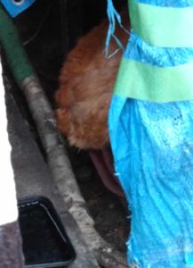 ぐでたまのお尻の写真